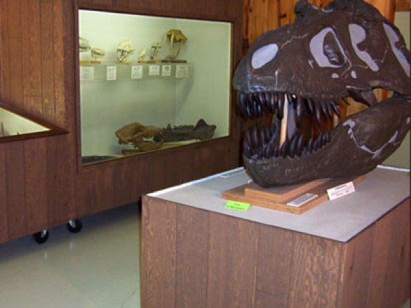 dinosaur fossil head